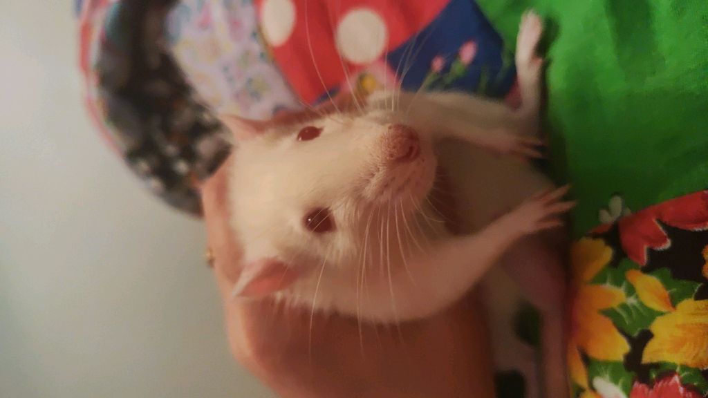 D7503caab43ed627be98946181cb698c