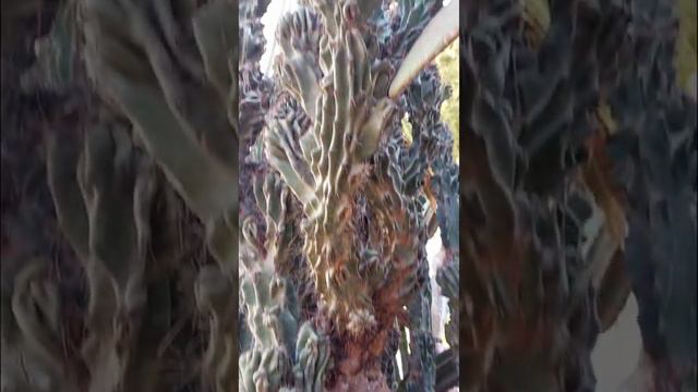 кактусы. краота. посмотрите не пожалеете