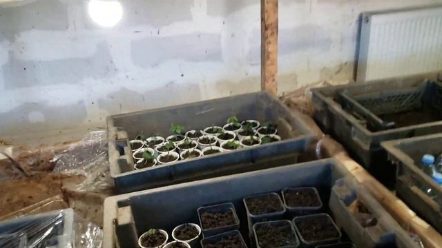 Первая и основная ошибка при выращивании саженцев