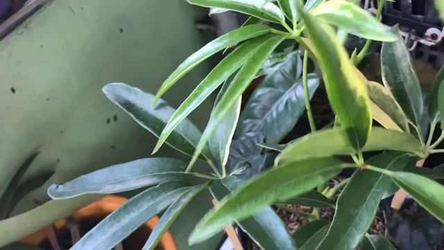 Hoya | Philodendron | Monstera  || Sulit Ang Presyo  @ Passion At60