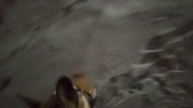 ОБЗОР НА ПОРОДУ ФРАНЦУЗКИЙ БУЛЬДОГ