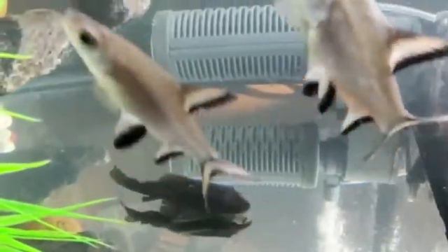 Dancing Fish In Aquarium