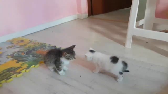 Котята Потерялись Спрятались || Знакомятся с НОВЫМ Другом Дерутся и Кушают