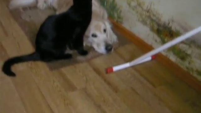 КОТ ЛИЖЕТ СОБАКУ (CAT LICKS DOG) *___*