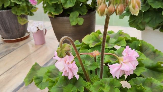 #535.Начало цветения шикарной новинки ЮВ Звезда Водолея!