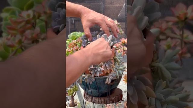 Красивая посадка суккулентов в горшке глина