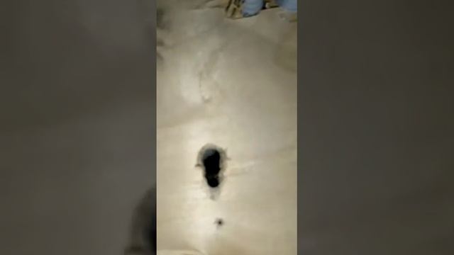 маленький мышонок