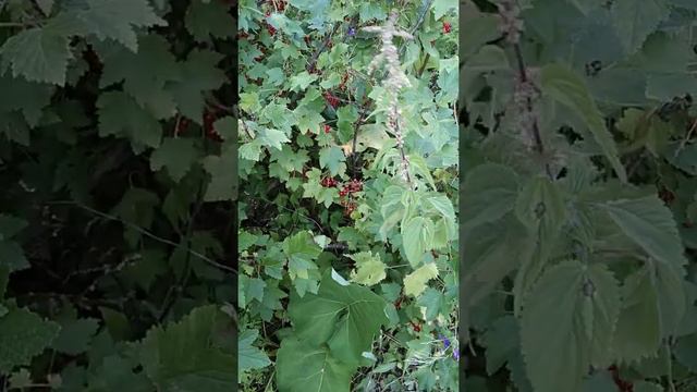 Вкусная смородина и малина