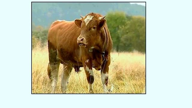 Создай Сам Себя