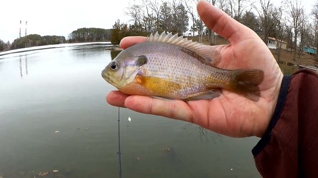Winter Fishing From Shore - What Kind Of Fish Can I Catch Right Now?