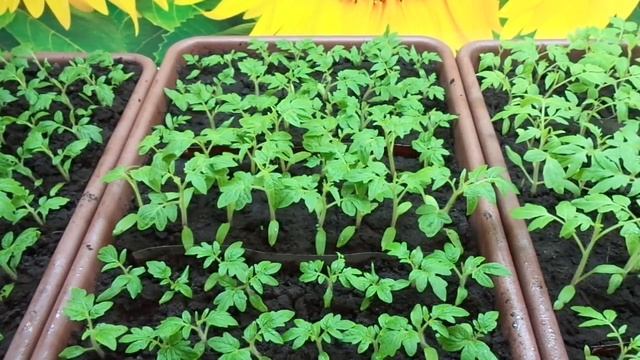 ЧЕМ МОЖНО ПОДКОРМИТЬ МОЛОДУЮ РАССАДУ ТОМАТОВ? Ольга Чернова.