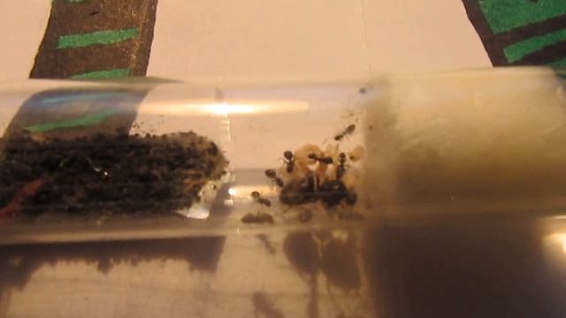 Первое видео от муравейник TV