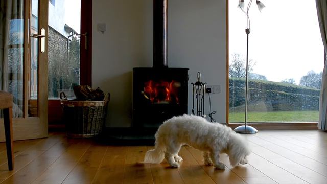Coton De Tulear Puppy Tricks