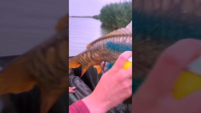 ТОЛЬКО БОЛЬШОЙ КАРП