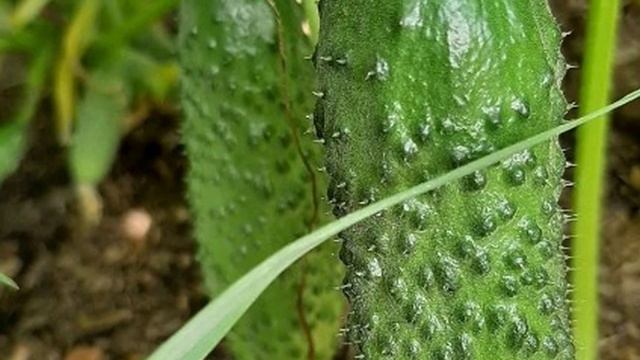 Представляю вам Обзор самых вкусных Огурцов для выращивания на наших личных приусадебных Участках