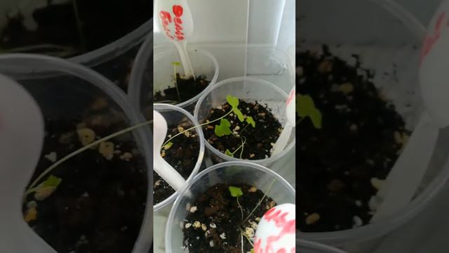 рассада дельфиниума 18.02.23 #веснаблизко #рассада #посевсемян