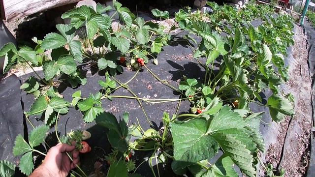 Новий сорт полуниці на моїй ділянці/Полуниця Квікі