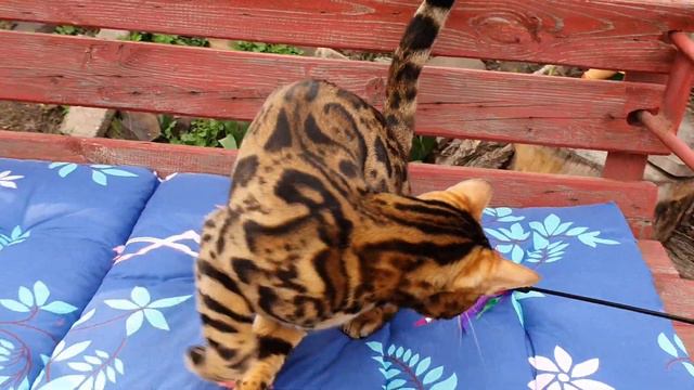 Бенгальский котик Барни