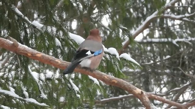 № 1827  24. 11.  2021   Сороки, сойка, большой пестрый дятел