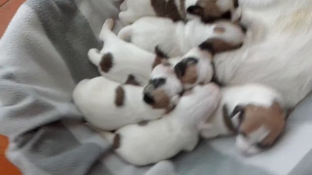 Джэк рассэл терьер.