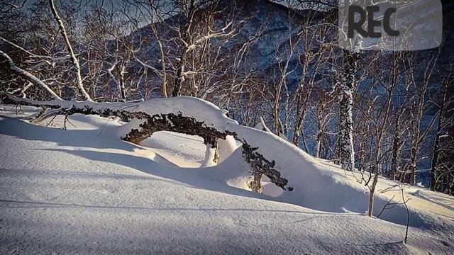 приключения мотособак | Vlog2 | Suzuki Vortex 137