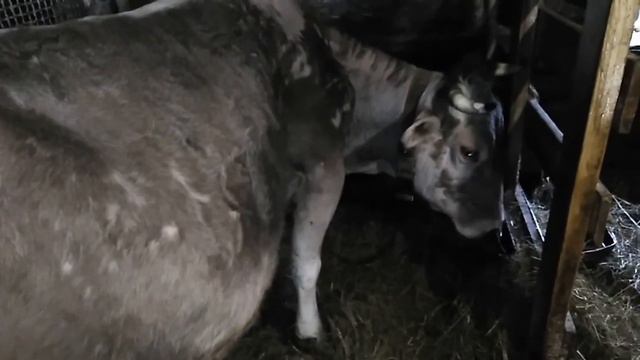 Продали поросят. Купили цыплят.