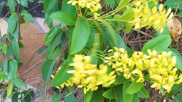 УСЫПЛЯЮЩАЯ МУЗЫКА ДЛЯ СНА ? Музыка полезна и полезна для душ ☘ Спокойная Музыка Для Снятия Стресса