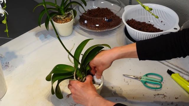 【ハイドロカルチャー】部屋のインテリアに！気軽に楽しむコチョウラン🌟Semi-Hydroponics🍃House Plants ＆ Phalaenopsis Orchid✨