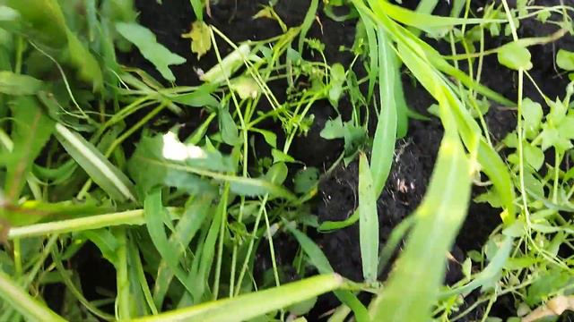 Лук вырос отличный в огромных джунглях травы, буд-то не тяпала.