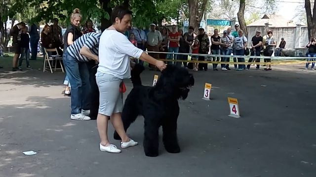 Кривой Рог 2017 Выставка собак Черный Терьер