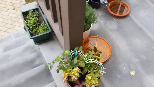 обзор колеусов 2