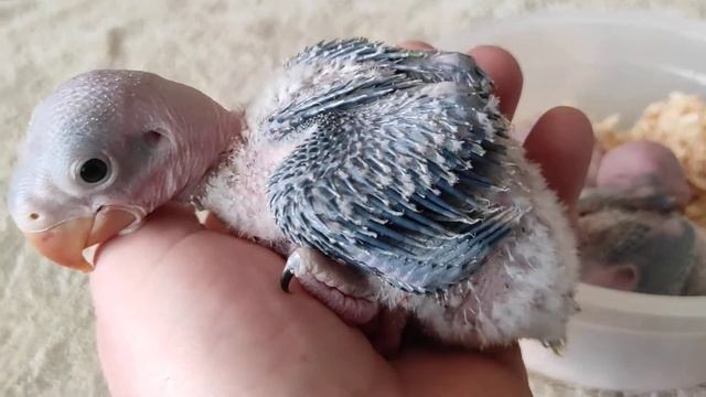 Александрийский попугай.  20, 18 и 16 дней