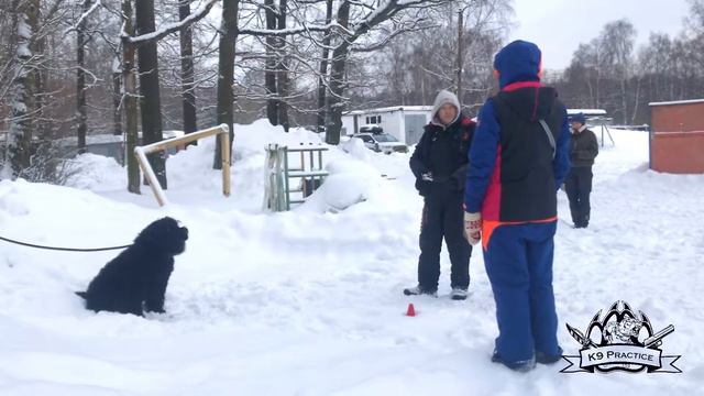 ЧЁРНЫЙ ТЕРЬЕР АПС 1