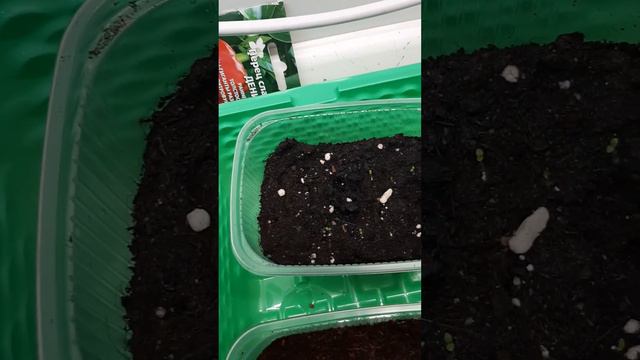 Петуния взошла🤗 из своих семян на снег❄ от 28.01