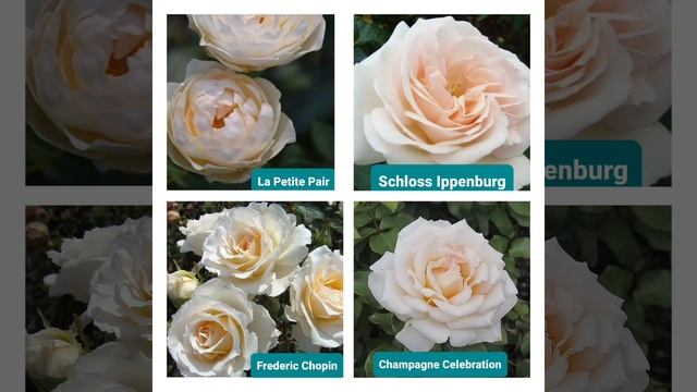 Кремовые розы.Белые розы с жёлтым и сливочным отливом.