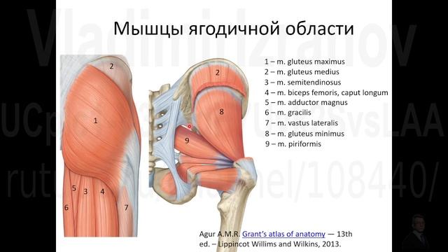 Мышцы задней поверхности таза и бедра. Запись 2022 12 29 08 52 12