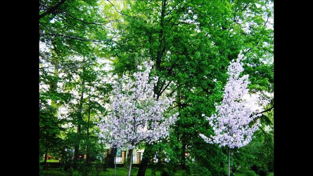 Mozart Adagio E Dur For Violin And Piano