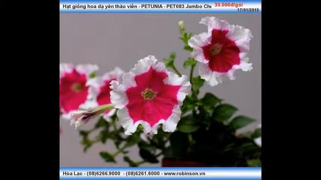 Giống Hoa Dạ Yên Thảo Viền Hồng Cánh Sen