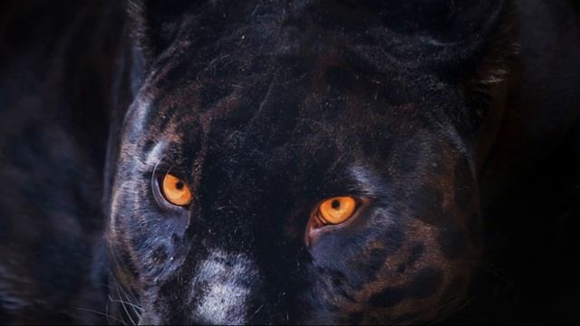 Soñar Con Pantera Negra, 11 Significados Espirituales De Tu Sueño Sobre La Pantera Negra