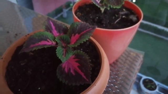 YAPRAK GÜZELİ (KOLYOS) ÇİÇEĞİ DİKİMİ VE BAKIMI✅ | How To Propagate Coleus From Cuttings✅