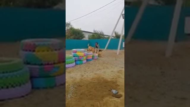 Собачки на колесах)