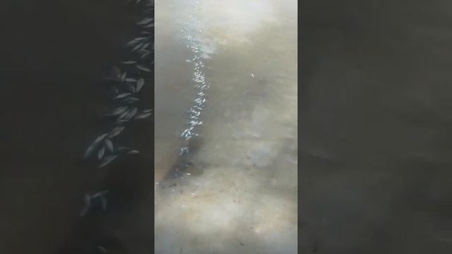 😔😔😔Поставьте лайк,что бы увидело как можно больше людей.