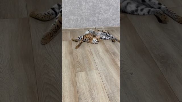 Для поднятия  настроение! #funnyanimals #tik Tok#funnycats #funnyvideo #kucinglucu #shorts