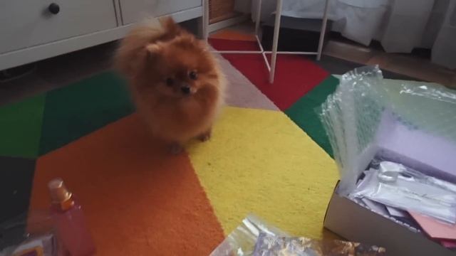 ЧТО В БОЛЬШОМ НОВОГОДНЕМ КИНДЕРЕ ВНУТРИ?