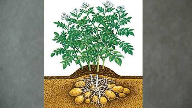 СТИХИ для моих маленьких друзей. Про картошку.   (Тина АНСАРОВА)