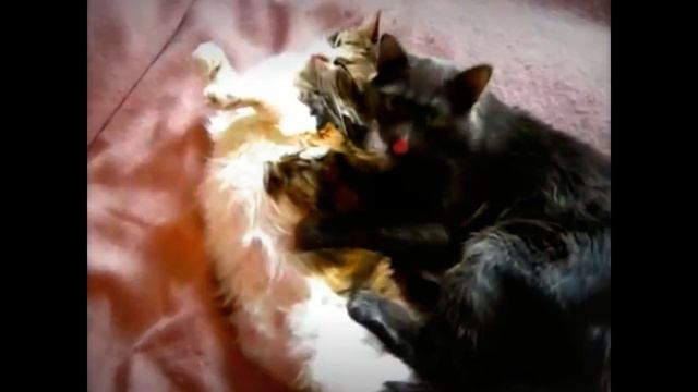 Кошка и здоровье человека Этого вы точно не знали