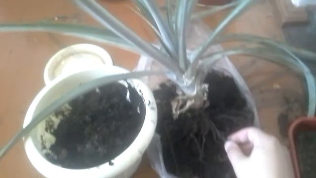 Пересадка ананаса 2года.болтовня