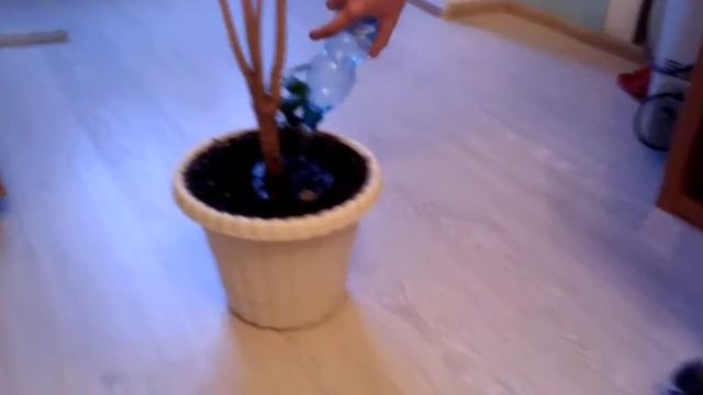 Как правильно поливать цветы