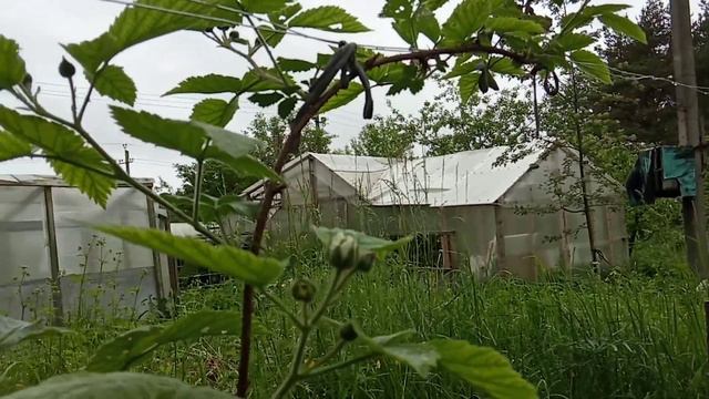 Карака Блэк 15 06 22