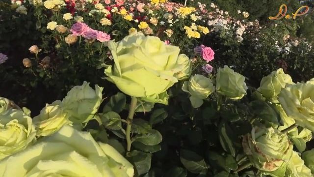 Вдыхая розы аромат романс в исп.  Геннадия Белова